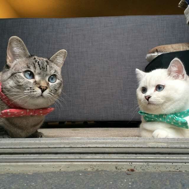 The Importance of Feline Friendships
