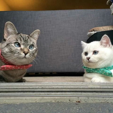 The Importance of Feline Friendships