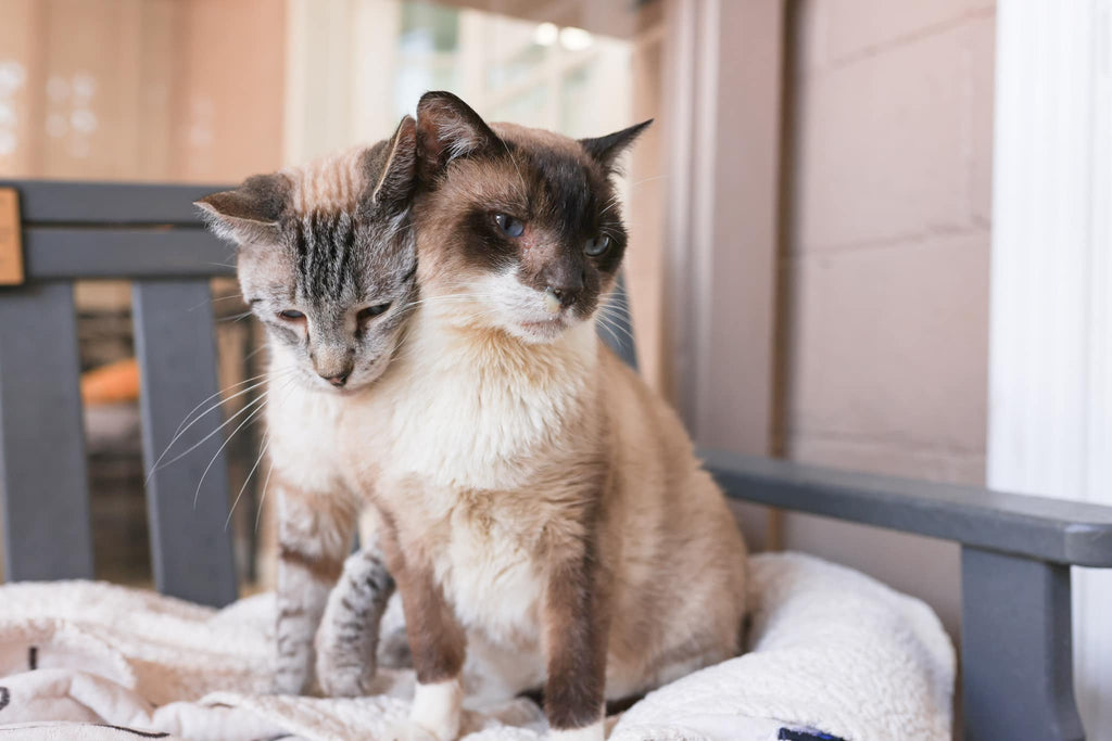 How Cats Communicate With Each Other