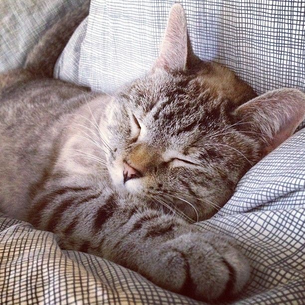 Tips for Caring for a Senior Cat