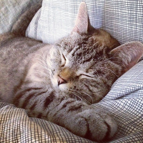 How to Help a Skittish Cat Gain Confidence