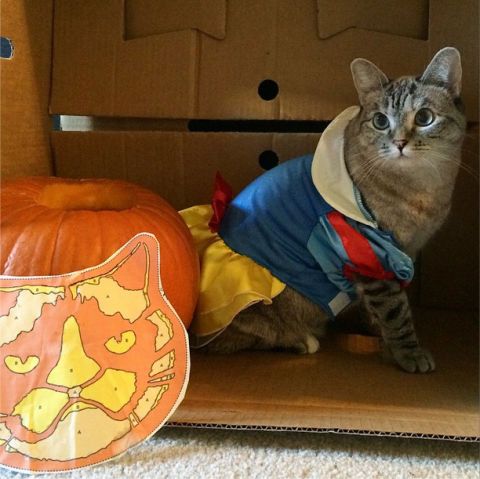 Is Pumpkin 🎃 Good for Cats? Here's What You Need to Know 🙀