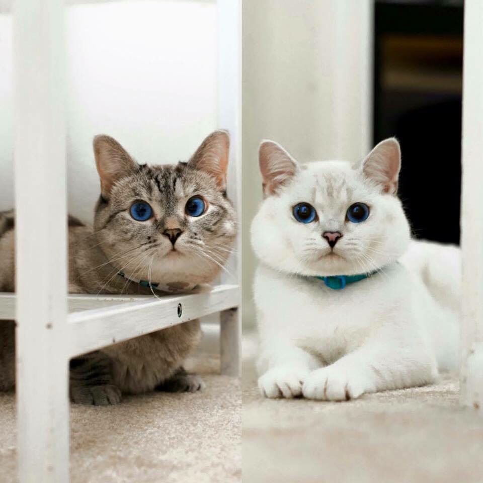 “My Cat is a Picky Eater.” Here are 6 of the Best Things to Do.