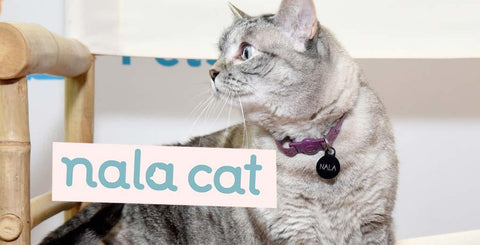 Cats and Separation Anxiety