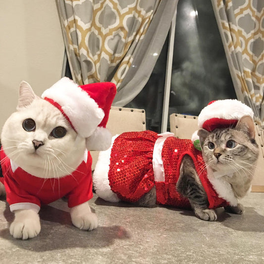 Celebrating the Holidays with Your Cat