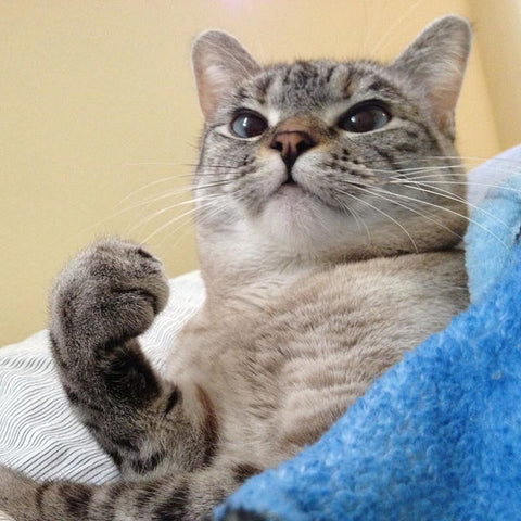 Signs Your Cat Loves You