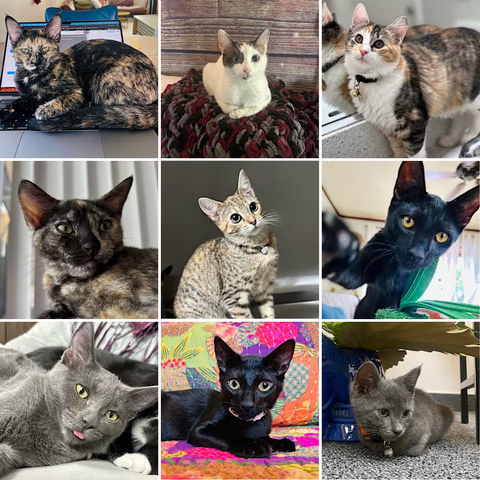 Can Kittens Get Pregnant?