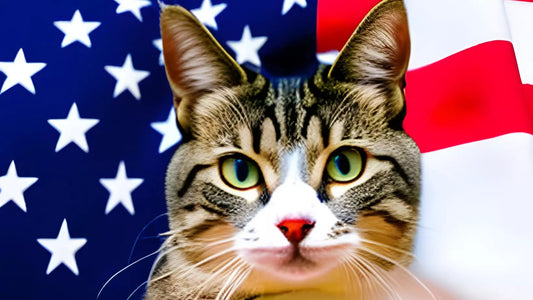 Fireworks Safety for Cats