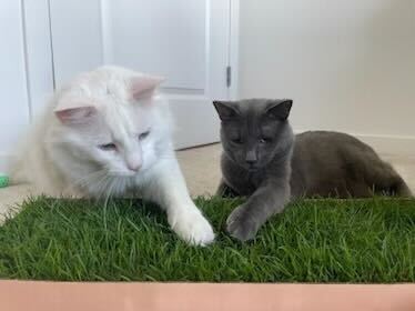 Cats and the Many Benefits of Grass