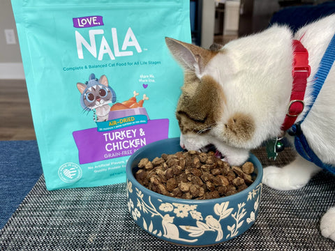 How to Tell if Your Cat is a Healthy Weight