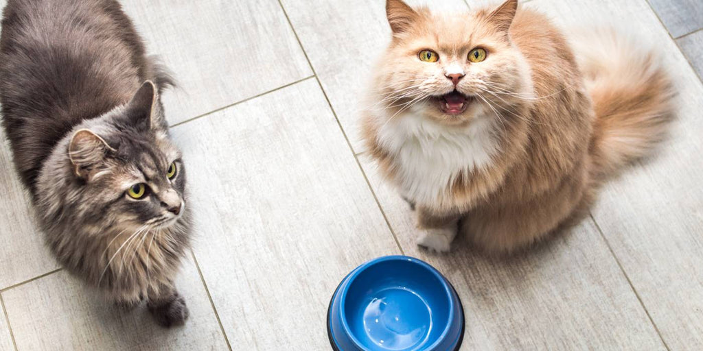 quality wet cat food