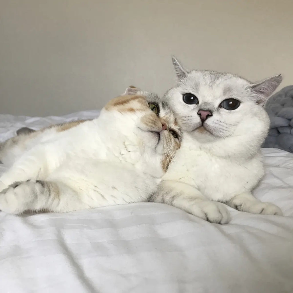 How to Get Your Cat to Be a Lap Cat
