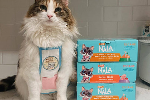 feline cat food