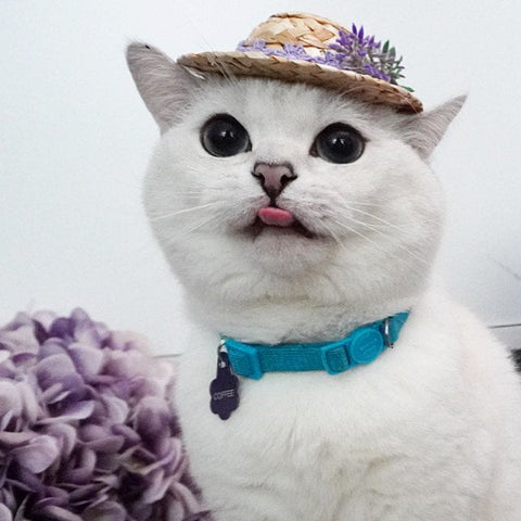 The Benefits of Catios