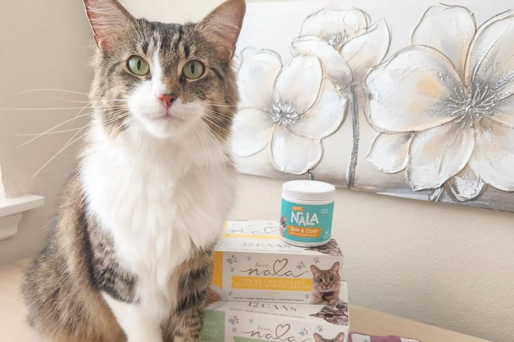 canned adult cat food