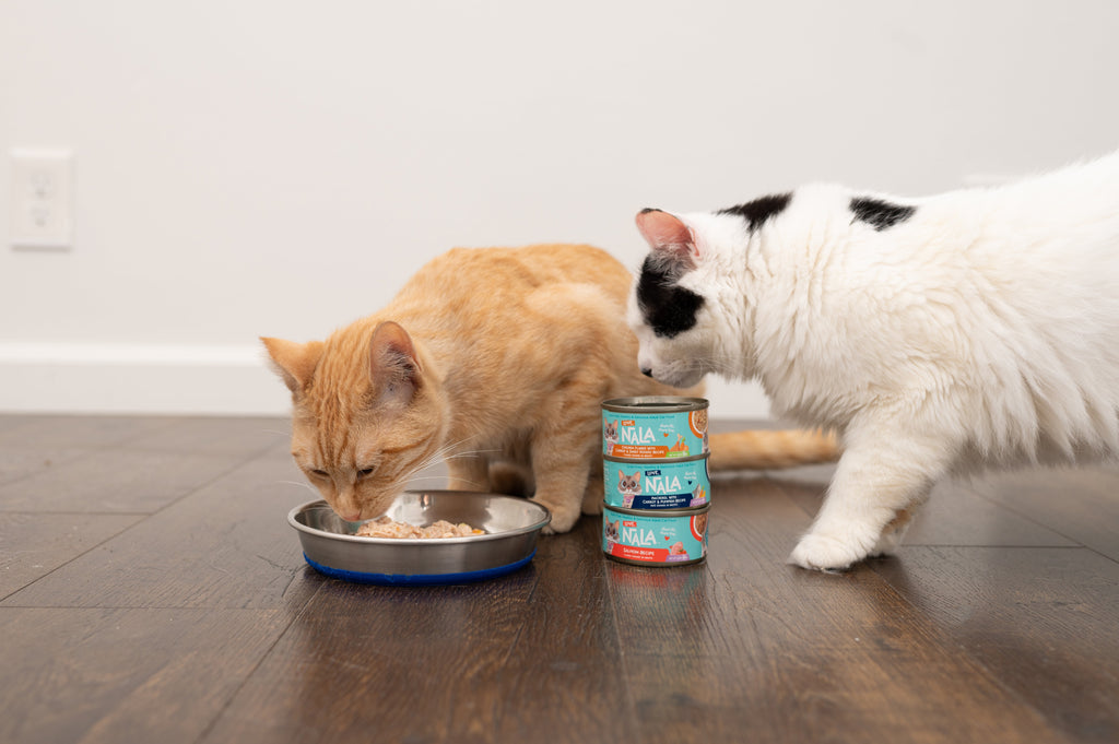 What Is Single Kitten Syndrome?