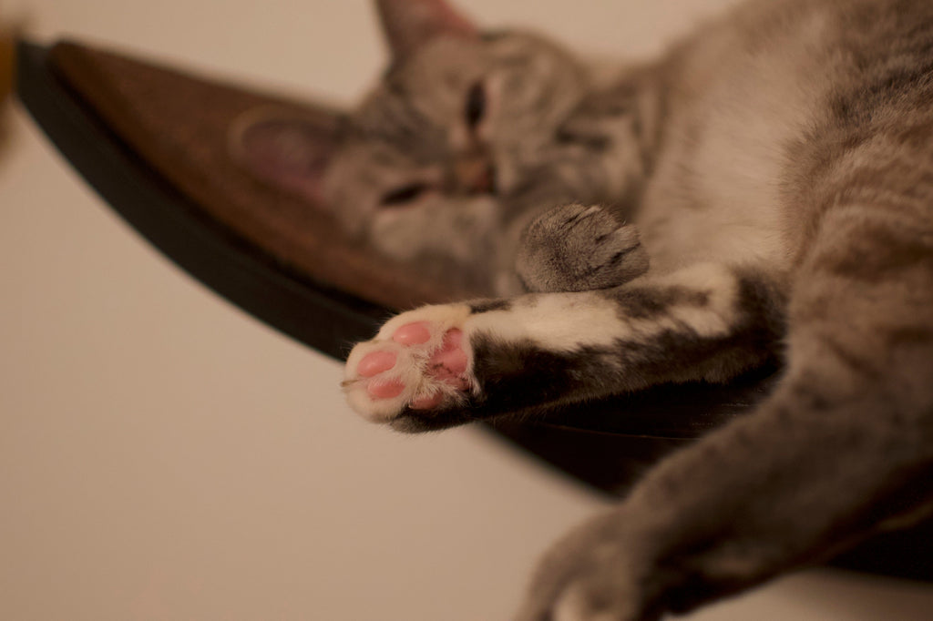 Cat Nail Clipping