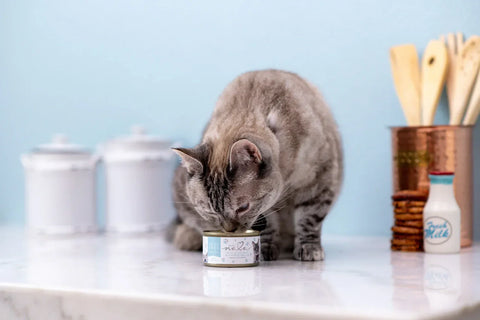 4 Ways to Keep Your Cat Hydrated