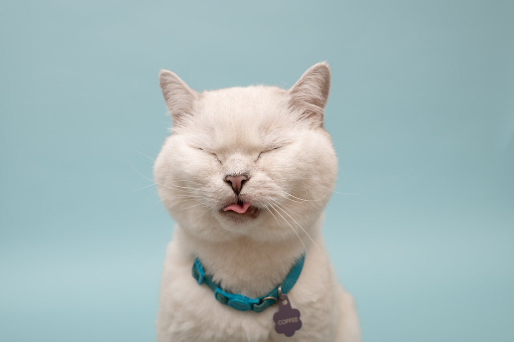 Senior Cat Health