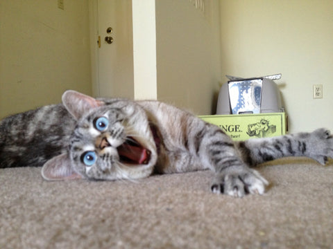 The Dangers of Declawing Cats
