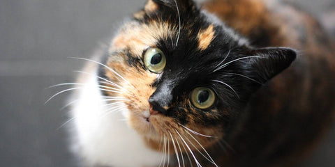 grain free cat food