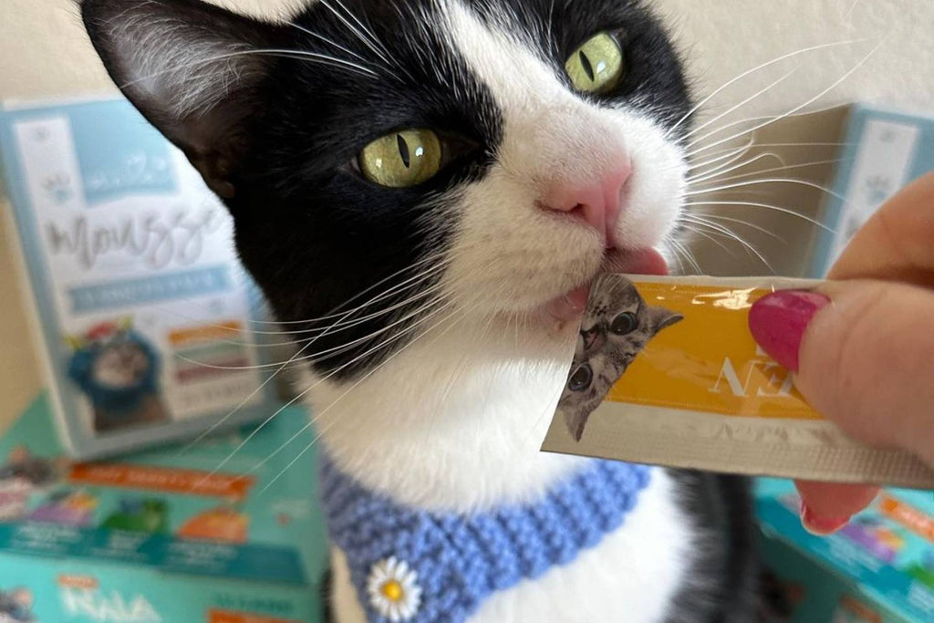 grain free cat food