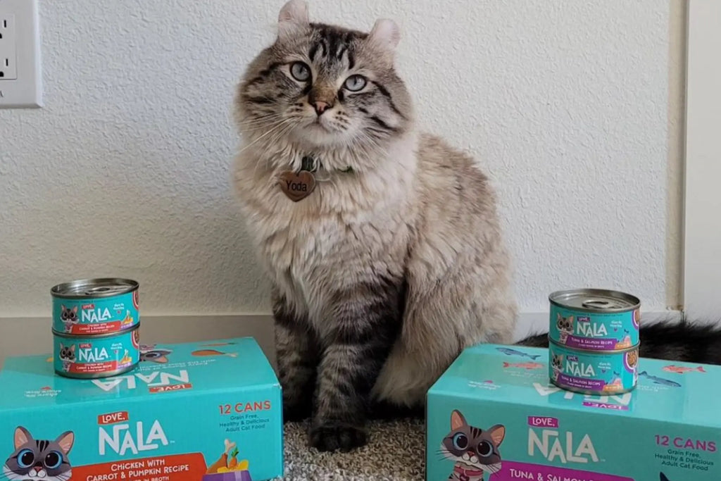 High fiber for cats online