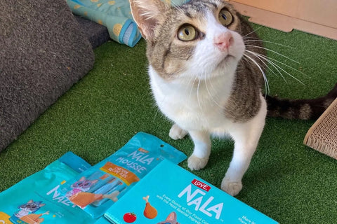 high fiber cat food