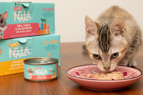 healthy cat diet