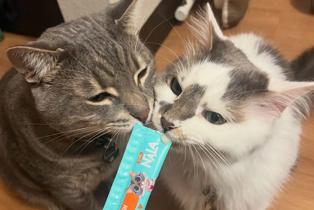 hydrolyzed protein cat food