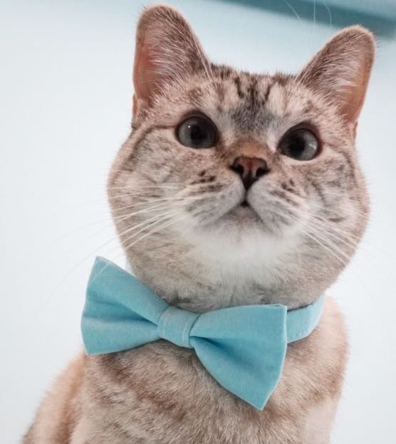 Nala in a showthebow bowtie