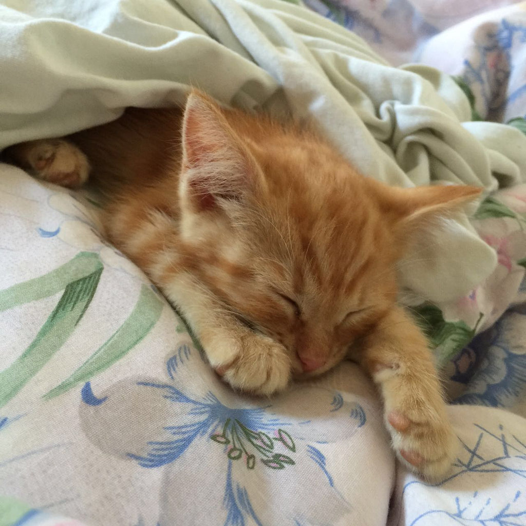 What to Do if you Find an Abandoned Kitten