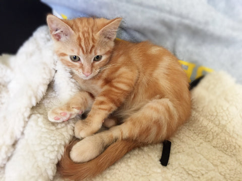 Preparing Your Home for a New Cat