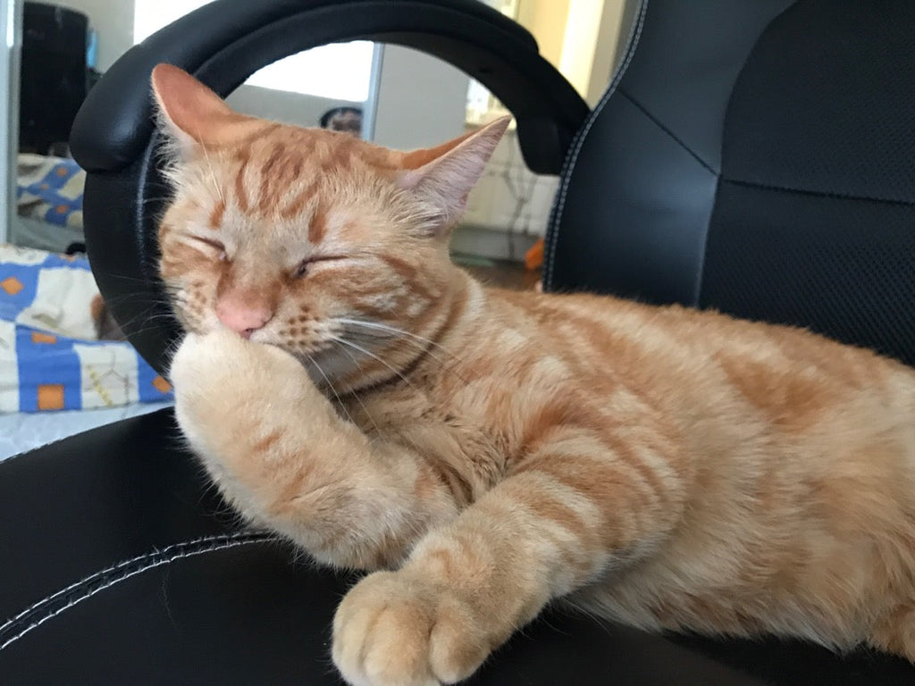 Tips to Stimulate Your Cat’s Appetite
