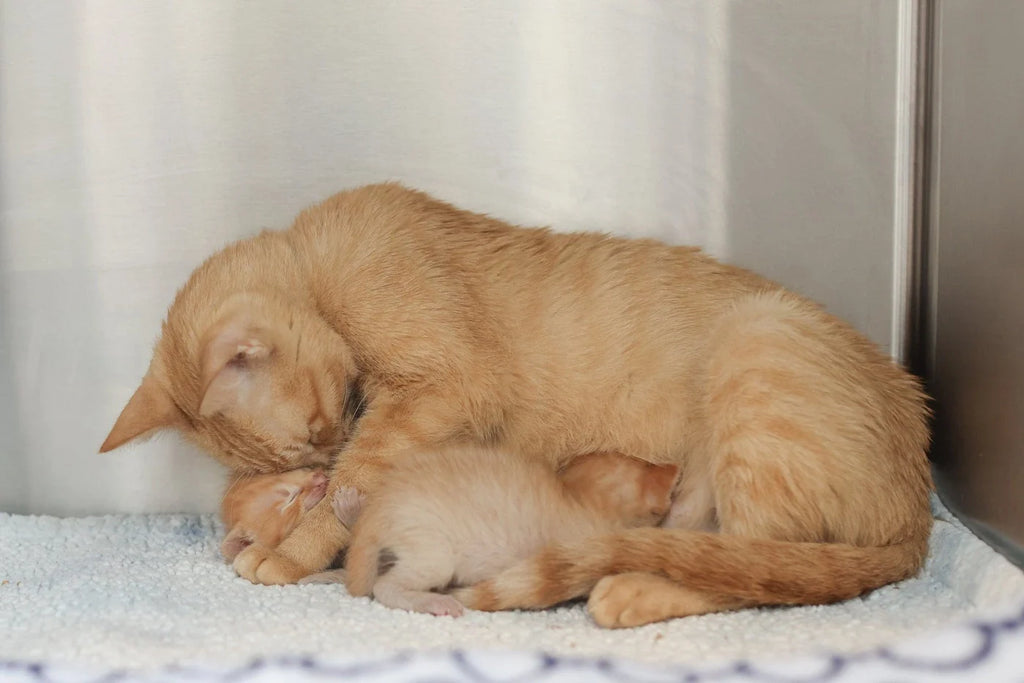 Common Negative Cat Behavior Issues and Their Solution