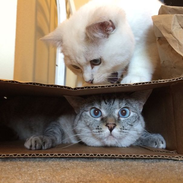 Tips and Tricks for Transitioning Your Cat to a New Diet