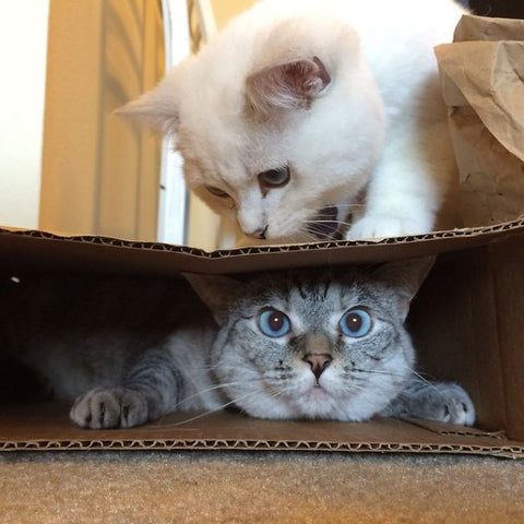 Tips and Tricks for Transitioning Your Cat to a New Diet