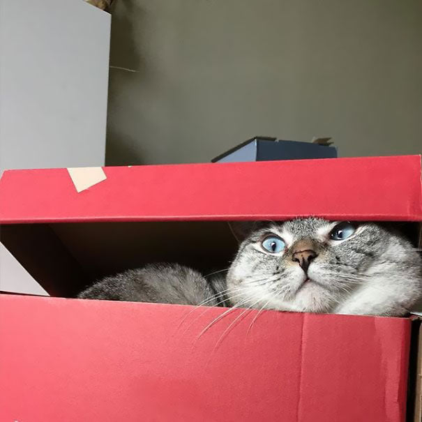 Fostering Kittens During Kitten Season