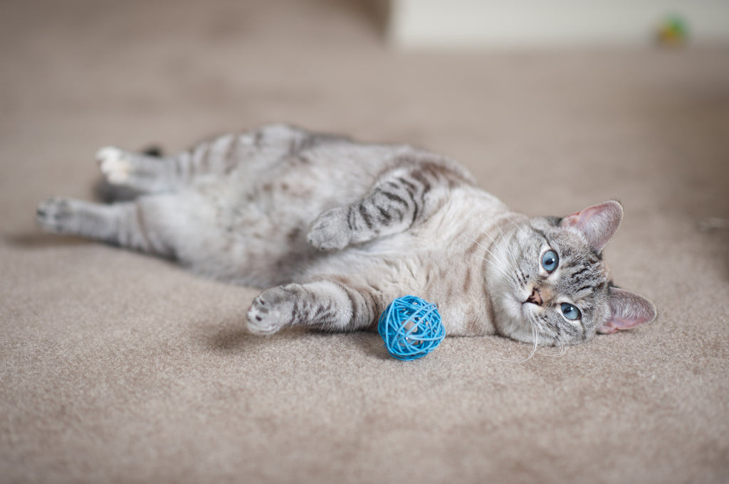 The Importance of Adopting a Shelter Cat