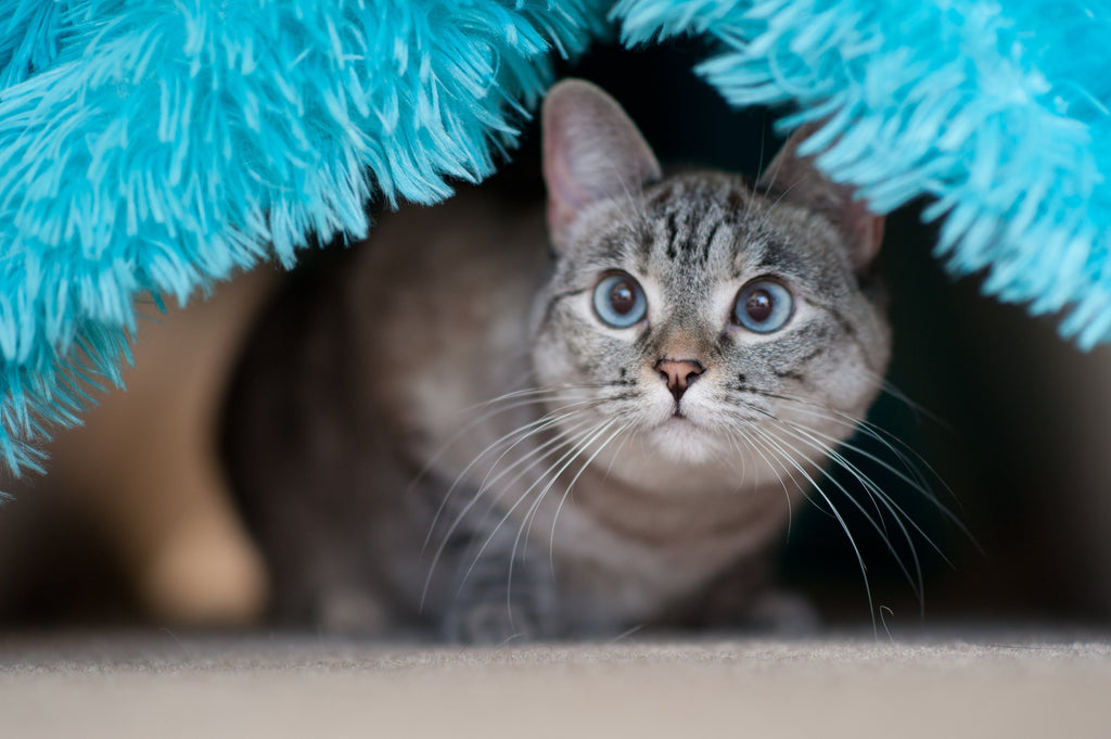 What to Do if You Find a Lost Cat