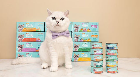 Why You Should Transition Your Cat’s Food Slowly