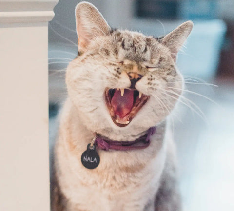 How to Brush your Cat's Teeth