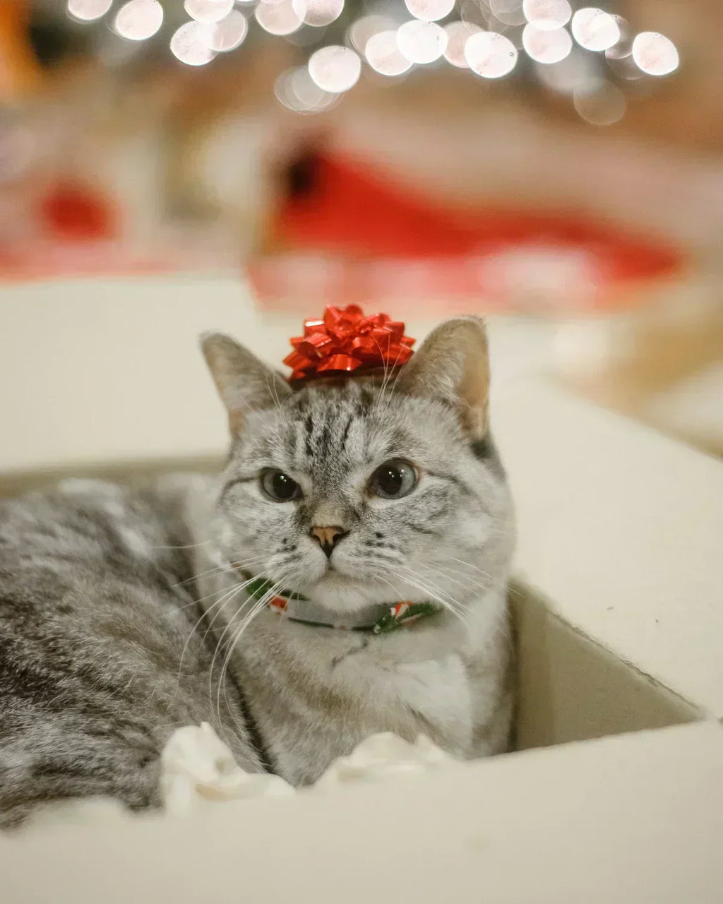 2019 Holiday Gift Guide by Nala Cat and Friends!