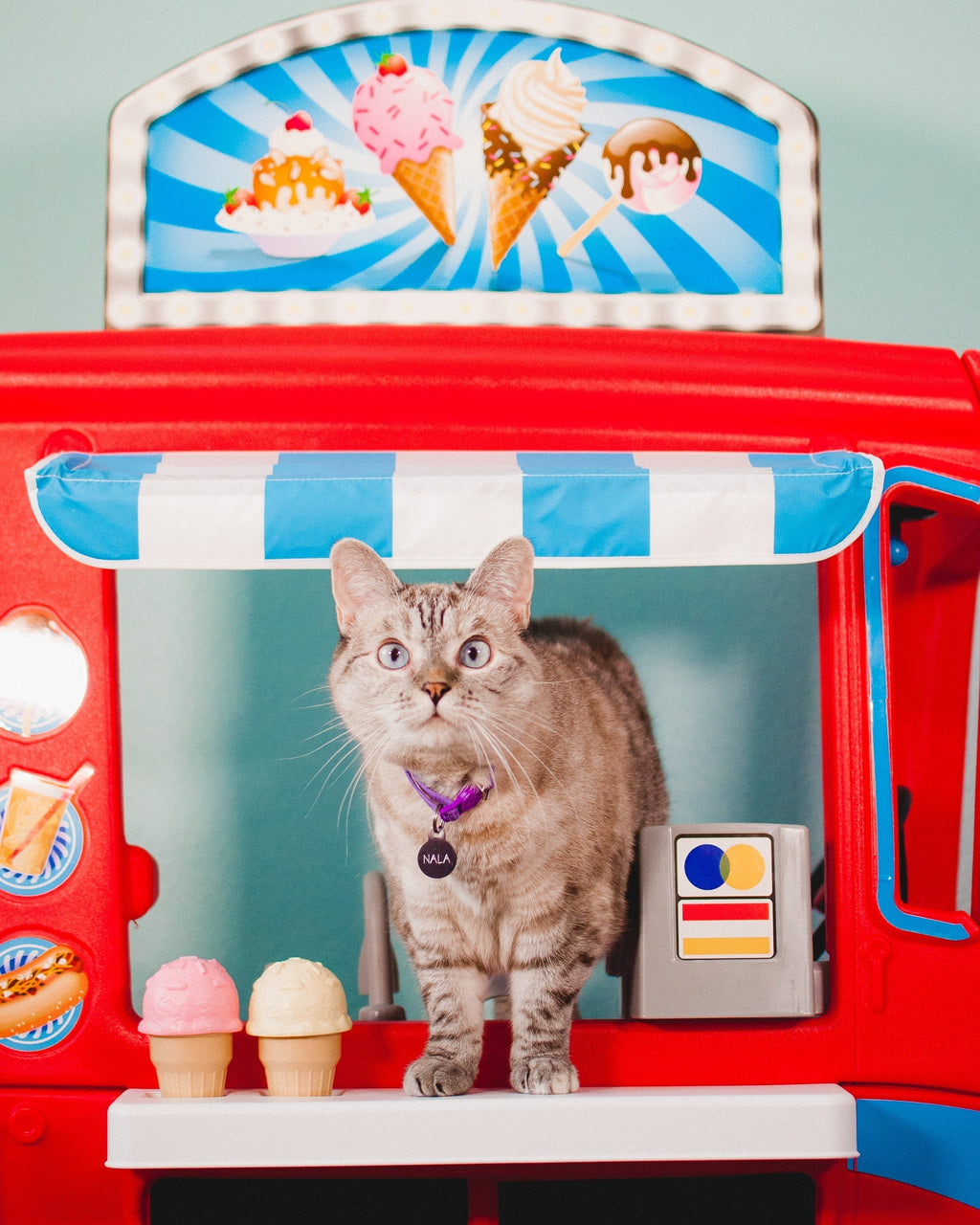 🐈 The Best Way to Feed Cats With Stomach Sensitivities 🐟
