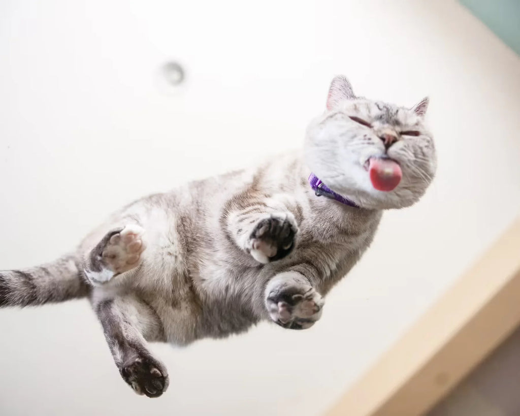 Human Foods that are Harmful for Cats