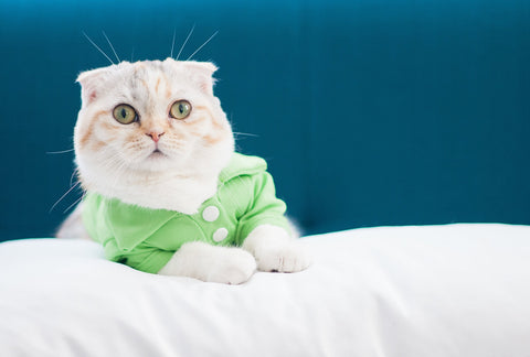 Happy Cat Body Language: How Cats Express Gratitude