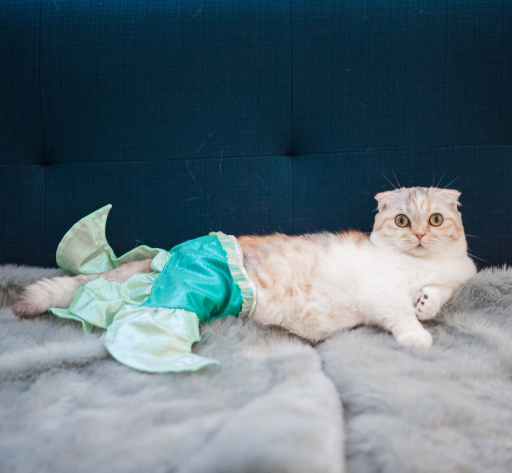 Why Do Cats Knock Things Over?