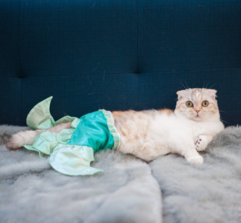 Why Do Cats Knock Things Over?