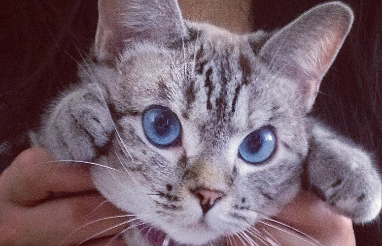 How to Tell if Your Cat is Happy