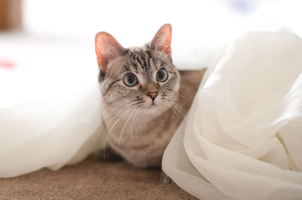 6 of the Healthiest Vegetables for Cats